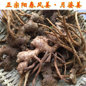 正宗阳春风姜 老风姜 高良姜 小良姜 月婆姜 新鲜风姜月子姜小姜