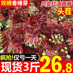 新鲜香椿芽山东特产寺头红油红香椿苗叶3斤山西头茬野菜香春2蔬菜