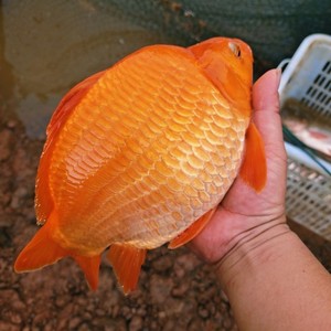 婺源荷包红鲤鱼氧气袋活鱼带龙须吉祥喜庆纯红喜宴观赏之宴品