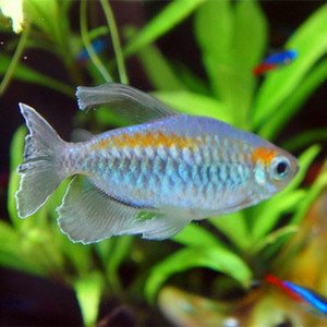 草缸灯鱼刚果美人鱼 刚果霓虹鱼 热带鱼 观赏鱼 活体包活促销