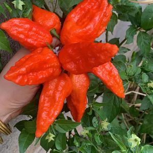 云南德宏涮涮辣新鲜现货魔鬼辣变态辣象鼻辣傣族特产大象辣包邮