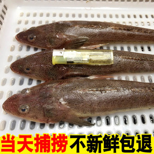 野生海鲜辫子鱼狗腿鱼牛尾鱼新鲜海鱼海鲜水产速冻一斤4条左右