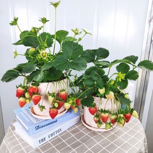 奶油草莓苗盆栽原盆原土大盆观果带花带果可食用好养易活家庭花卉