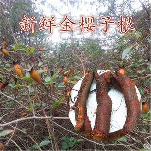 纯天然金樱根500克 新鲜现挖刺梨根 金樱蔃 脱骨丹 新鲜金樱子根