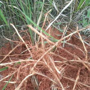 野生白茅根 现挖新鲜茅草根竹蔗茅草根毛草根中药材500克