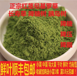 热销尼基罗草 明月草 降糖树胰岛树 降压草 长寿草大苗鲜叶发顺丰