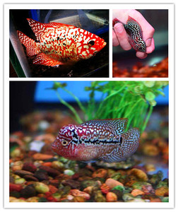 泰国罗汉鱼苗幻彩金花活体鸿运马骝泰金红德萨红马泰幻苗亚成