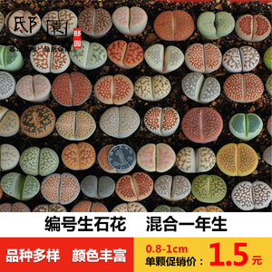 生石花混