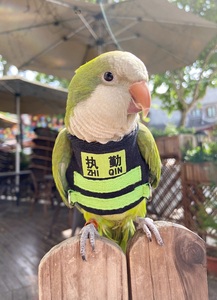 鹦鹉衣服玄凤八哥飞行服宠物用品 格桑花原创