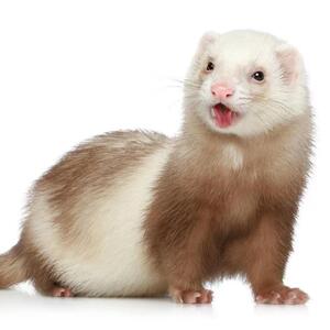 00kmmm520淘宝安格鲁宠物雪貂活体幼崽宿舍懒人网红宠物焦糖色1人