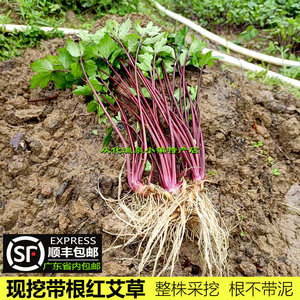 广东顺丰包邮 新鲜红艾草带根1斤珍珠菜甜菜连根红根草鸭脚艾甜艾