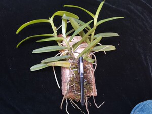 水晶万代兰附生兰稀少万代兰花香好养耐热