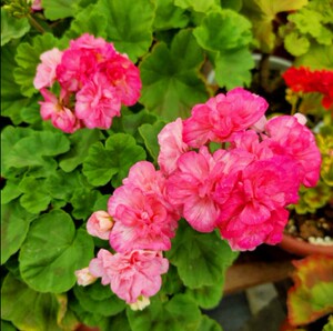 满68包邮 重彩安直立天竺葵洋绣球小苗