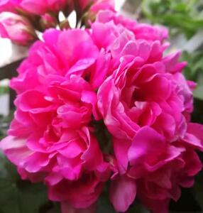 天竺葵粉红地图