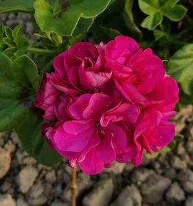 满68包邮 紫珍珠垂吊天竺葵洋绣球小苗