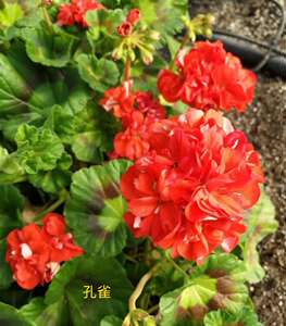 满68包邮 花叶孔雀直立天竺葵洋绣球小苗