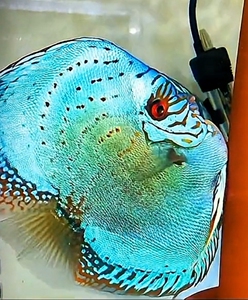 七彩神仙鱼鱼苗劈头高身立蛋老虎狗热带鱼观赏鱼燕鱼活体包活包邮