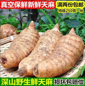真空保鲜新鲜天麻中药材野生天麻冬麻滋补非云南昭通天麻250g包邮