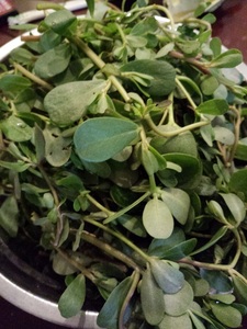 50尚武诚信店淘宝新鲜马齿苋干一斤装马蜂菜干长寿菜包子馅500g泡水