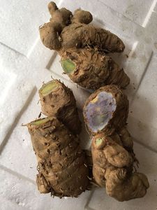 黑心姜野生