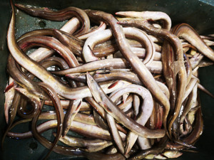 当日船货现捕鲜活野生海鲜水产海鳗鱼白鳗500g/2-3条 /份 2份包邮