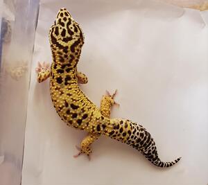 巨人高黄 成体公 豹纹守宫活体蜥蜴另类宠物爬虫爬宠异宠壁虎