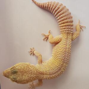 粉彩川普白化 成体母 豹纹守宫小型蜥蜴宠物异宠爬虫活体活物