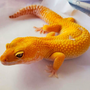 橘化川普阳光 成体公 大豹纹守宫成年壁虎蜥蜴新手异宠活体活物