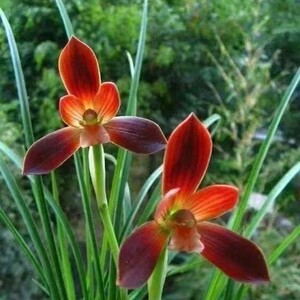 豆瓣兰红花老种名品 红河红 香豆瓣兰花苗绿植盆栽