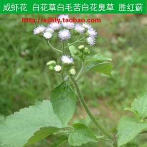 现采新鲜野生咸虾花 白花草白毛苦白花臭草