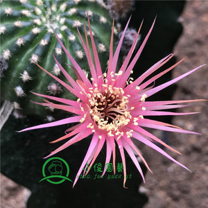 丽花昭和仙人球 粉色 pink昭和丽花 精品稀有品种 黄金荷花盆栽