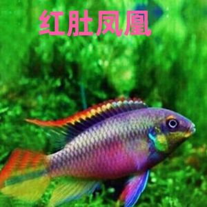 红肚凤凰繁殖