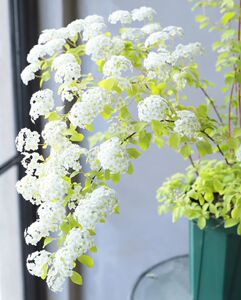 2加仑钵重瓣麻叶绣线菊小手鞠spiraea耐寒日本小手球重瓣小手球