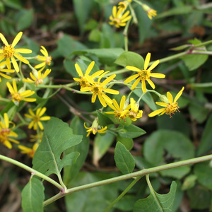 千里光新鲜 九里明 黄花母 500克包邮 现采中药材