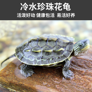 珍珠龟活体萌宠观赏家养宠物乌龟活物情侣生态中华草龟花龟大小龟