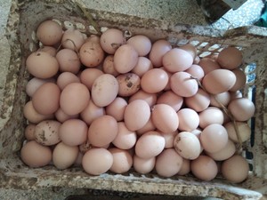 正宗九华山土鸡蛋新鲜柴鸡蛋野外竹林农家散养谷物虫草鸡走地鸡蛋