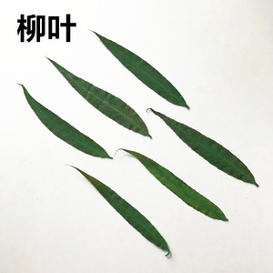 柳叶 杨柳叶子 押花滴胶手机壳干花 diy压花画真花书签贺卡花材