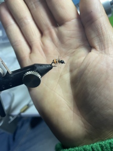 飞蝇钩,小丑蜜罐蚁(蓑羽蚂蚁))!