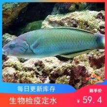 绿龙海水鱼