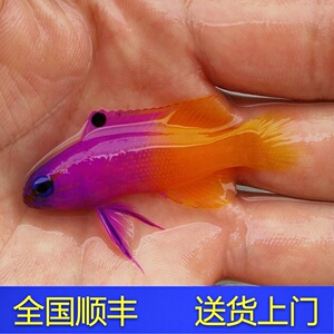 美国鬼王 双色草莓 海水鱼观赏鱼黄金吊活体珊瑚小丑鱼