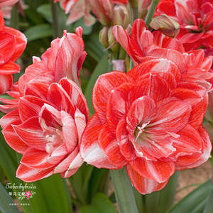 【现货】双重闪耀 荷兰进口朱顶红种球 多年生  梨花花院
