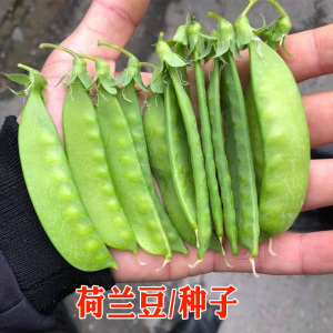 荷兰豆豆角种子 大田菜地丰产蔬菜原厂包装早熟大荚荷兰豆籽原厂