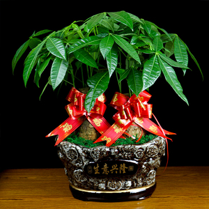 发财树盆栽生意兴隆