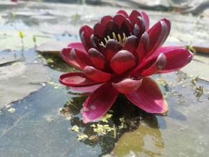 进口名贵稀有花卉精品耐寒香水睡莲带花苞苗黑红色--盆栽--黑公主