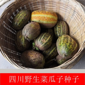 卖完四川野生菜瓜子种子野生瓜野菜种老品种非杂交转基因春播花瓜