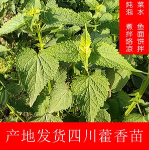 四川藿香苗鱼香种子苗新鲜挖 五香大茴香 食用蔬菜 自贡大鱼香叶