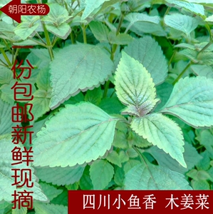 四川新鲜木姜菜小鱼香菜 豆花蘸水作料宜宾鱼香叶非藿香 木香