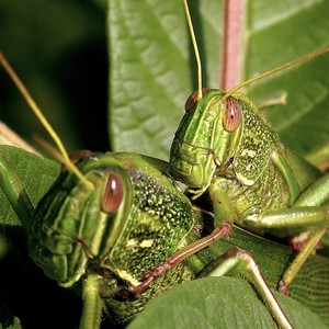 农家大嫚儿淘宝特价新鲜蝼蛄 蝼蝈  野生昆虫  虫子  蚂蚱 二斤包邮