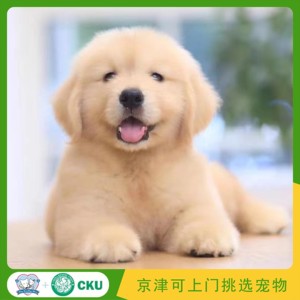金毛幼犬纯种赛级高品质双血统浅金色大型犬宠物狗拉布拉多犬可爱