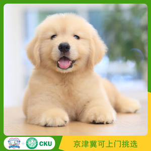 金毛幼犬纯种浅金色金毛寻回犬狗狗犬舍双血统活体猎犬宠物萨摩耶